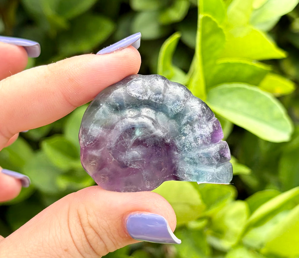 Fluorite sea shell