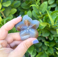 Agate starfish