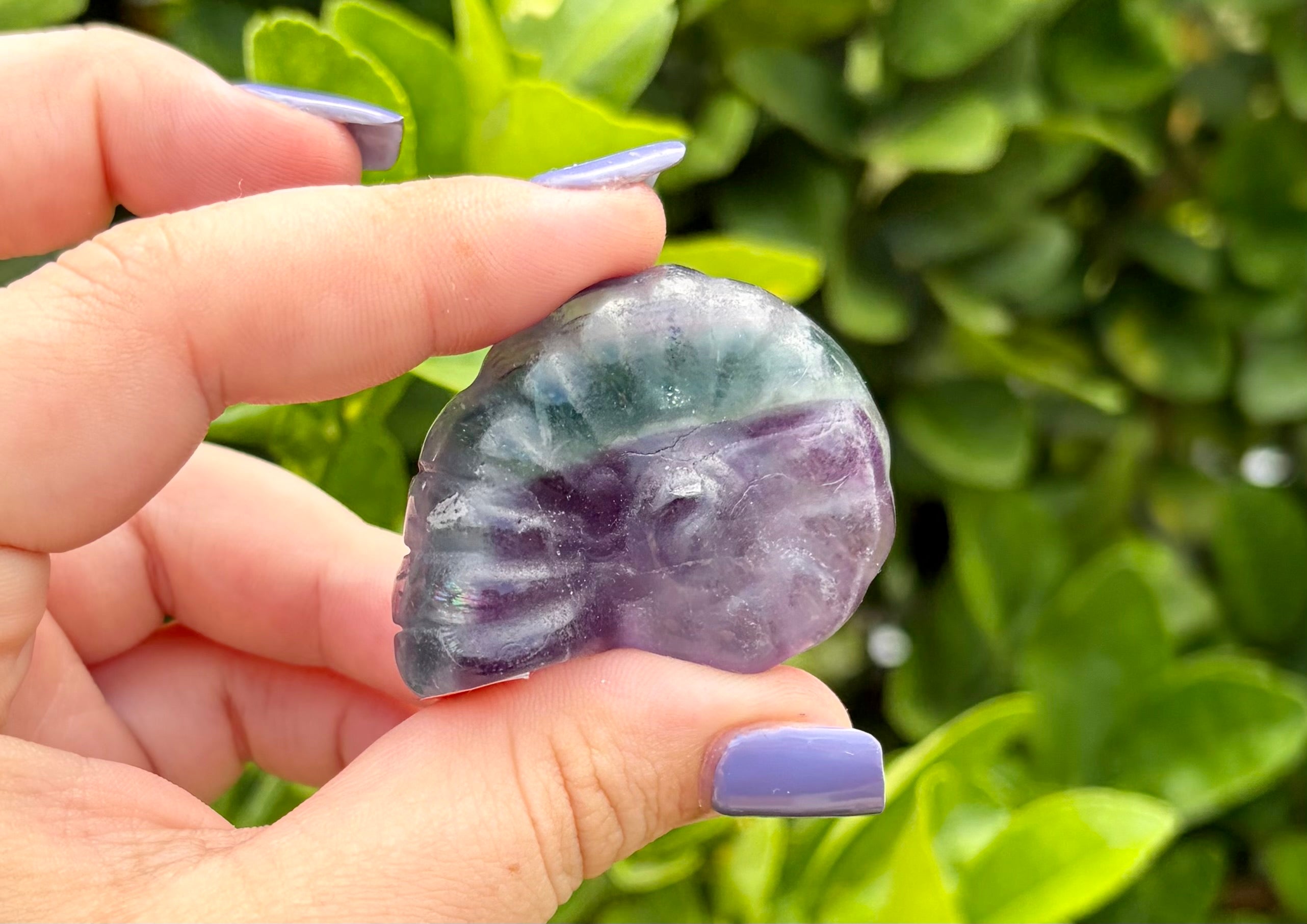 Fluorite sea shell