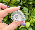 Clear quartz sea shell