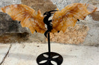 Golden healer dragon wings